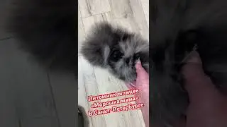 Купить шпица в Санкт-Петербурге - питомник шпицев Морошка мама