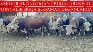 SARDOR AKANI TONNALIK BUQALARI KELDI GIGANT BUQALAR ROSSA BOQISHGA TAYYOR