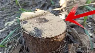 The FAST and easy way to get rid of the STUMP in 1 minute !!!