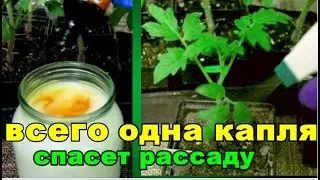 ПОДКОРМИТЕ РАССАДУ ЙОДОМ +МОЛОКО--ДЛЯ МОЩНОЙ ,ЗДОРОВОЙ  РАССАДЫ и ОГРОМНЫХ ВКУСНЫХ ПОМИДОР.