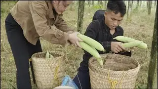 Simple love with grilled corn - Bountiful harvest of sponge gourd  from  farmers