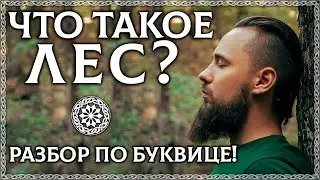 ЧТО ТАКОЕ ЛЕС? Буквица объяснит! Почему лес это храм природы?