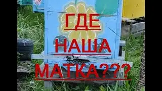 В СЕМЬЕ НЕТ МАТКИ!!!  ч. 2. ШОКОВАЯ ТЕРАПИЯ!!!  КАК ПОДСАДИТЬ МОЛОДУЮ ПЛОДНУЮ МАТКУ???