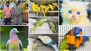 Multan Sunday Birds Rasheedabad 01 September 2024 part 2