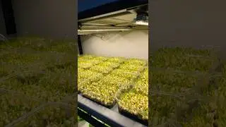 Производство дома. Зарабатываем на выращивании