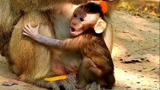 Baby monkey Just born within a week but look big now