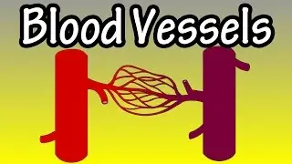 Blood Vessels In The Body - What Are Blood Vessels - Functions Of Blood Vessels