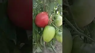 Томат Бычье сердце Минусинске розовое