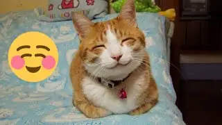 FUNNIEST CAT VIDEOS 2024 COMPILATION 😂 Funny Cats 16 😺 #funny #pet #cat #foryou #viral #viralvideo