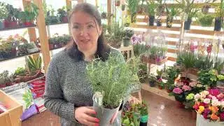 Ароматы Франции