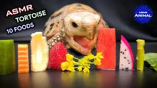 ASMR Mukbang Eating 10 Foods ✨ Turtle Tortoise 142