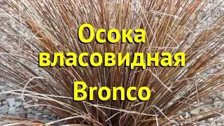 Осока власовидная Бронко. Краткий обзор, описание характеристик carex comans Bronco