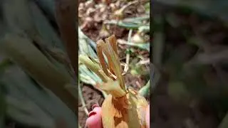 РЕПЧАТЫЙ ЛУК! КОГДА УБИРАТЬ И КАК СОХРАНИТЬ!!!