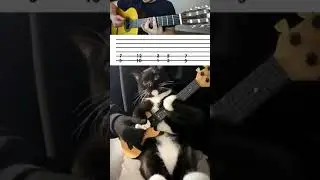 Metal cat play guitar