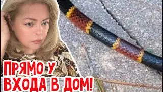 Не ходите дети во Флориду гулять!!! 🤣 #натальяфальконе #сша #usa