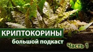Криптокорины. Подкаст с Александром Ершовым. Часть 1