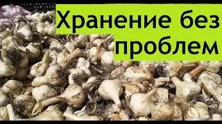 Хранение чеснока по посадки или  до весны легко если...
