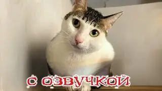 ПРИКОЛЫ С КОТАМИ! Смешные животные С ОЗВУЧКОЙ! ТЕСТ НА ПСИХИКУ!