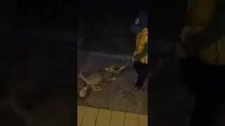 Я играю с собакой по имени Муха