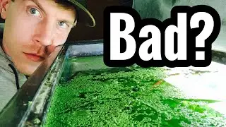 Aquarium Duckweed Benefits, Removal, & Control