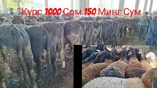 Ош Учкун мол бозори Букалар ва куйлар нархлари 2 видео