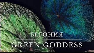 [ОБЗОР] Бегония Green Goddess 🦚При Обычном Свете И Вспышке ✨