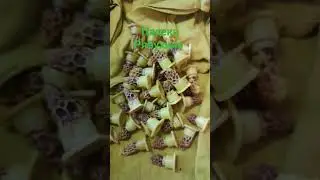 Отбираем зрелые маточники для постановки в нуклеусы.