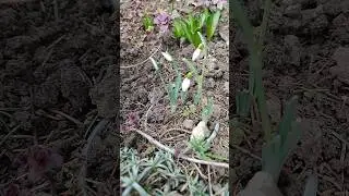 #подснежники