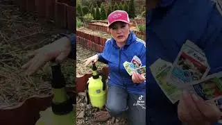 Друга обробка саду та хвойних навесні 