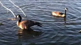 Geese taking a bath | wild geese | bathing