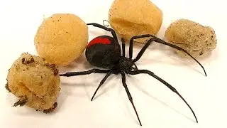 4 Deadly Spider Egg Sacs Whats Inside Is Amazing