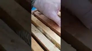 Лучшая мера борьбы с восковой молью 
