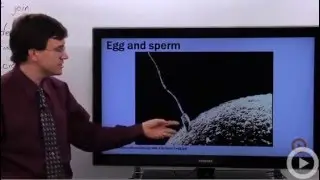 Gametes