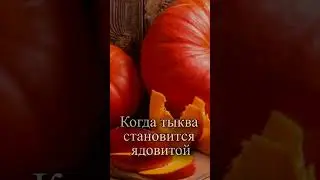 Когда тыква становится ядовитой?