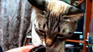 Кот просит финики.