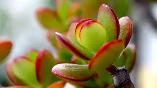 SUCCULENTS PROPAGATION FROM LEAVES | JADE PLANT, CRASSULA GROWING