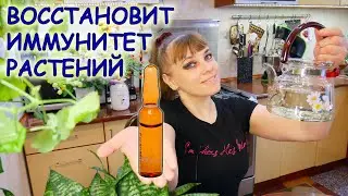 МАГНЕЗИЯ / Сульфат Магния Восстановит Иммунитет даже мертвым растениям ;)