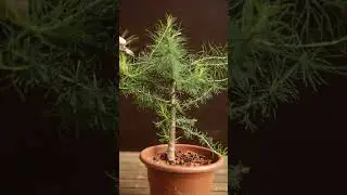 Midsummer pruning young Larch for bonsai #bonsai #prune #bonsaitreecare