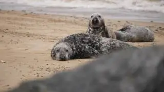 Seals on Norfolk Coast, England