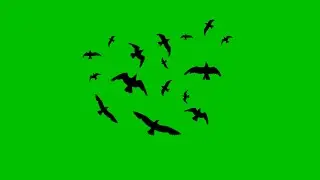 Black birds Flying Effect Green screen Animation video