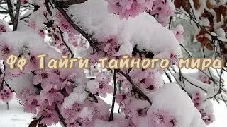 ФФ Тайги тайного мира 13 часть