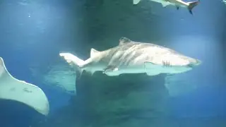 БАССЕЙН С АКУЛАМИ Аквариум с большими и маленькими рыбами, электрическими скатами, морская живность