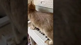 Что бывает, когда отвлекаешься посреди занятия 😹😹😹