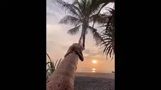 Самые сексуальные девушки из Тик Ток |  Наслаждение из Tik Tok . 18+