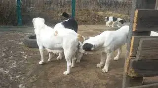Бугай Алабай Вираж. Снят с резерва. В свободной продаже 89143881311.