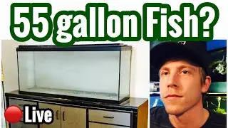 Fish for 55 gallon Aquarium? Stocking Ideas?