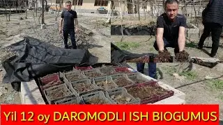 BIOGUMUSni qanday qilib ko'paytish sirlari fosh bo'ldi 📠+998994161313