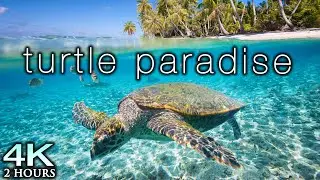 TURTLE PARADISE 4K Undersea Ambient Nature Relaxation Film + Jason Stephenson Meditation Music 🐢🥰