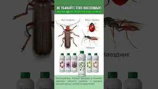 Не убивайте этих полезных насекомых! Они уничтожают вредителей сада и огорода и берегут ваш урожай!