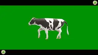 Cow Walking | Moo Walk on Green Screen